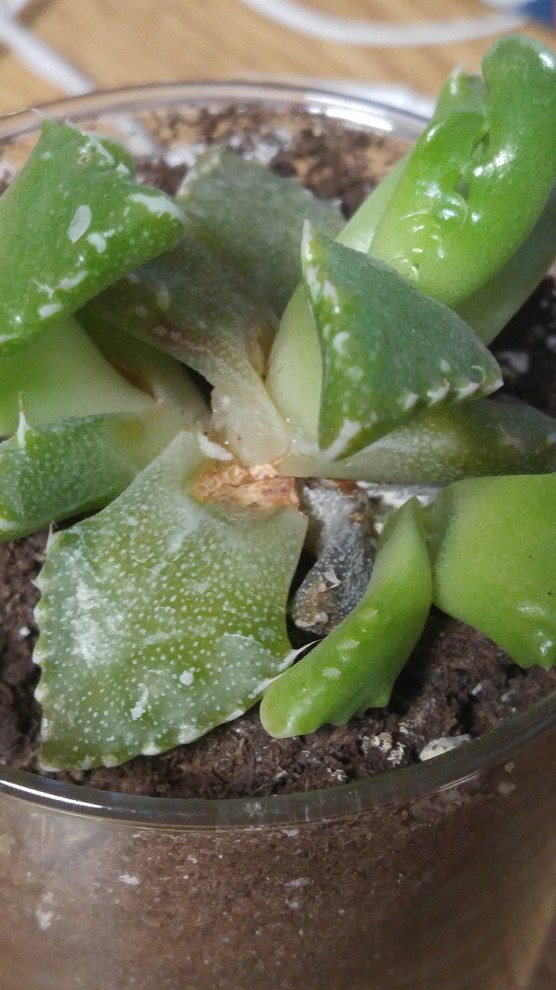 Tiger's Jaw Succulent is squishy and falling apart