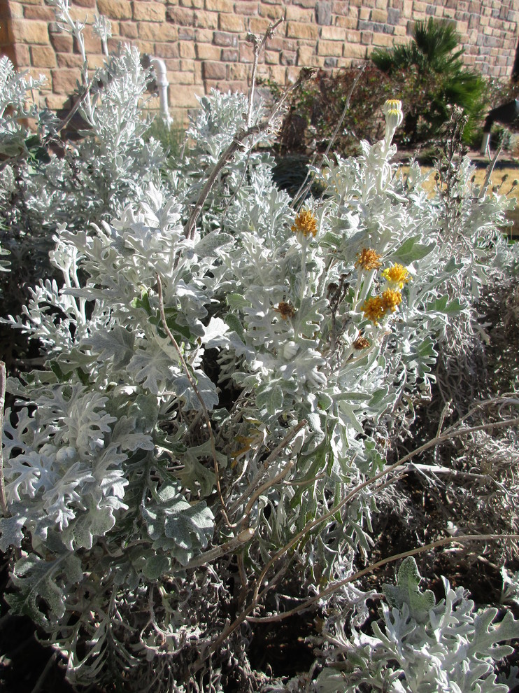 White "Sage" With Yellow Flowers?