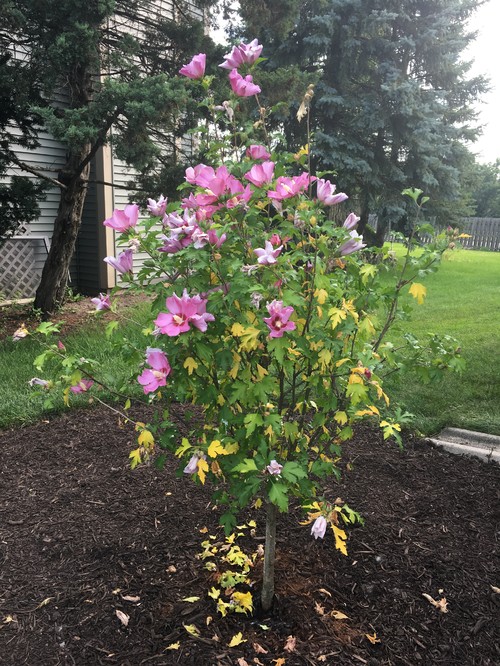 Yellow Rose Of Sharon Tree