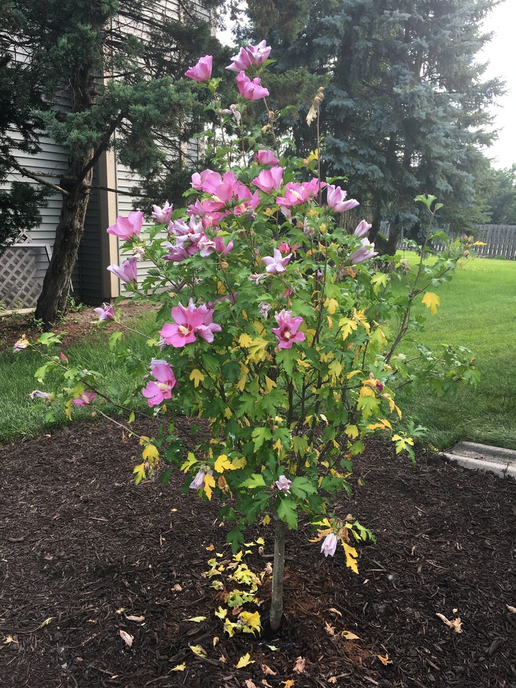 Rose of Sharon tree leaves turning yellow.