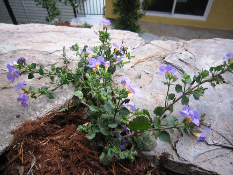 San Francisco Retaining Wall with Shade Garden