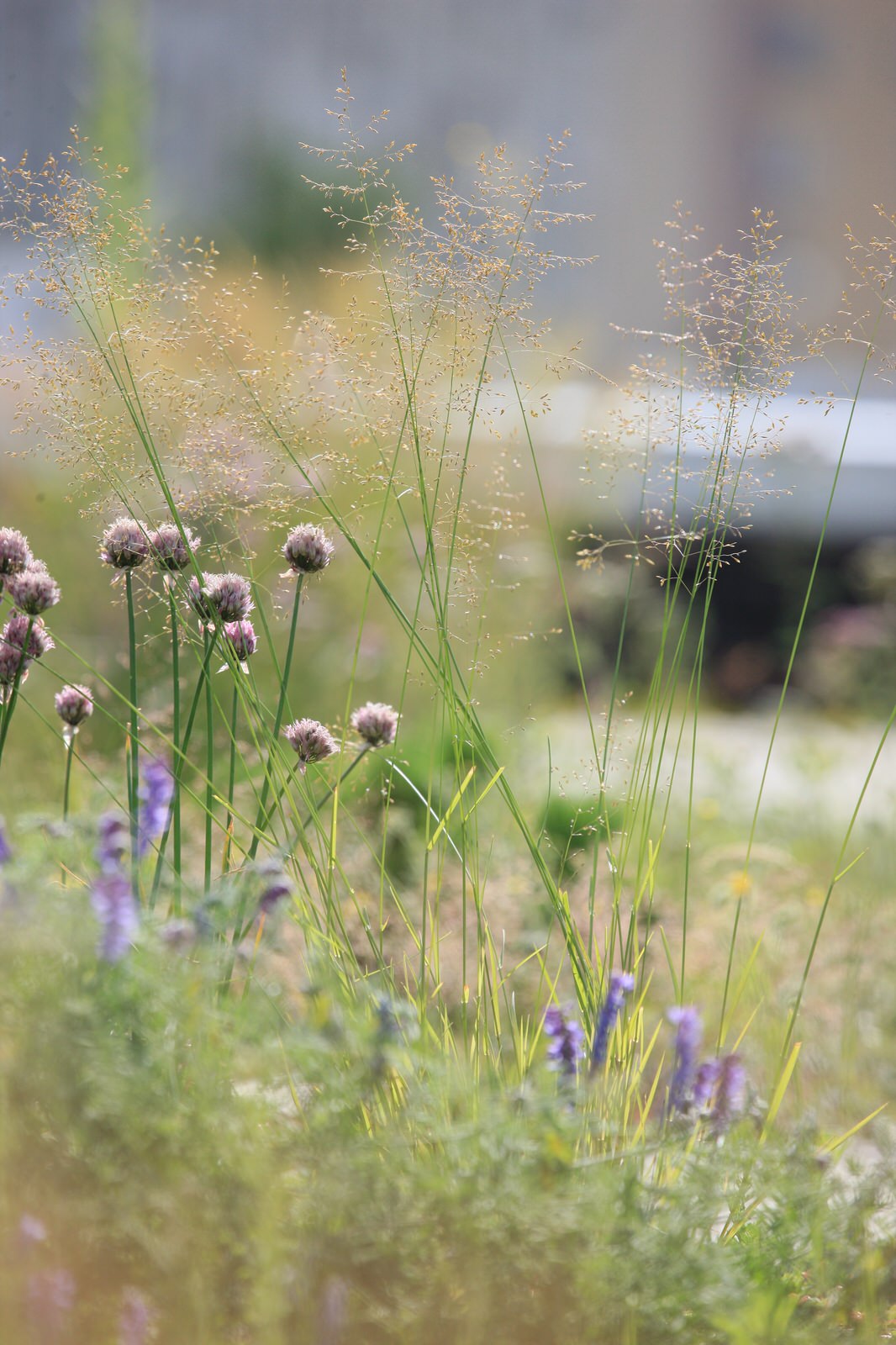 Сад на крыше