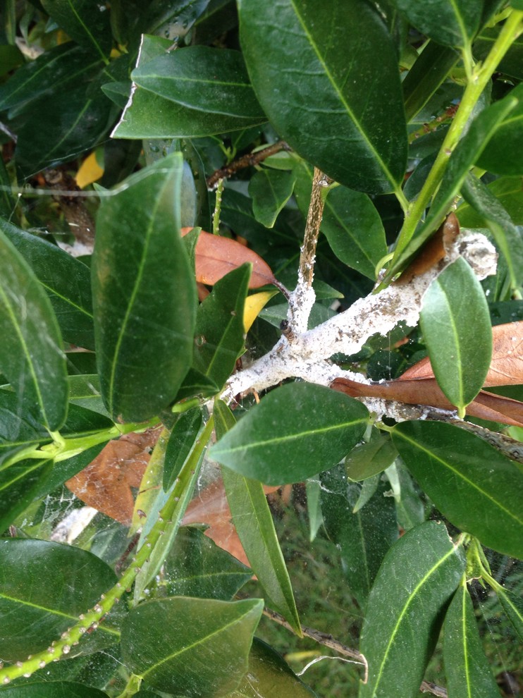 Help! Azaleas and Rhododendrons dying from white fungus!