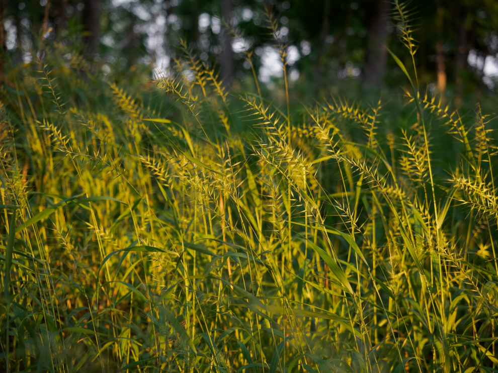 Favorite Plants