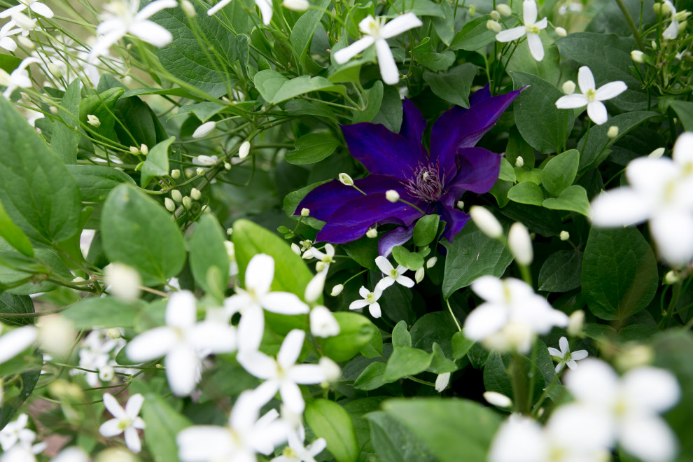 Портреты растений