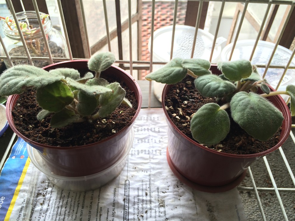 african violet drooping and leaves not firm