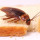 Best Cockroach Control Brisbane