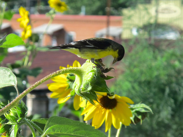 Ten Tips for Leaving a Garden 