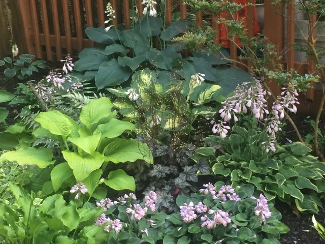 hosta 