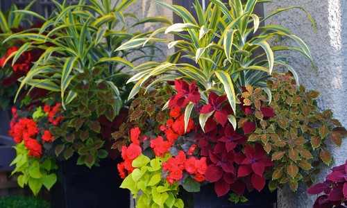 Container Gardening Magazine, 2012 Edition