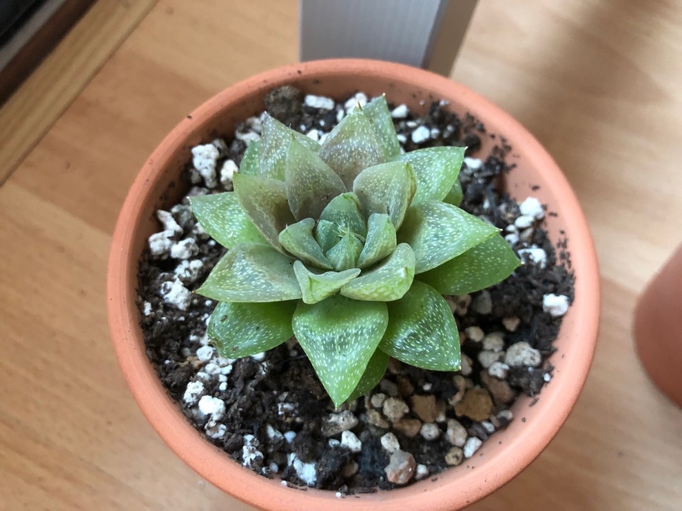 Why Is My Haworthia Turning Brown Causes How To Fix vrogue.co