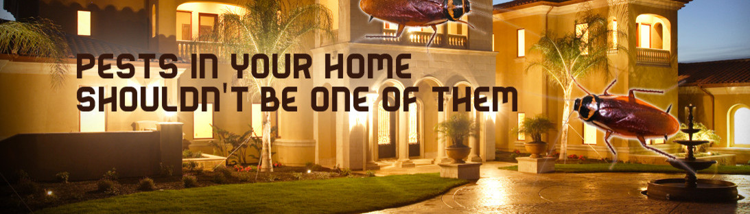 Surf City Termite Pest Control Huntington Beach Ca Us 92648