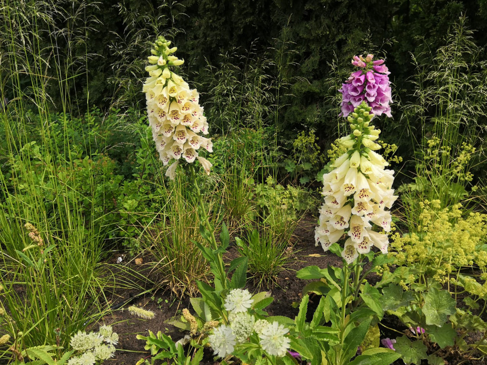 Landscape design of the territory (Moscow region)