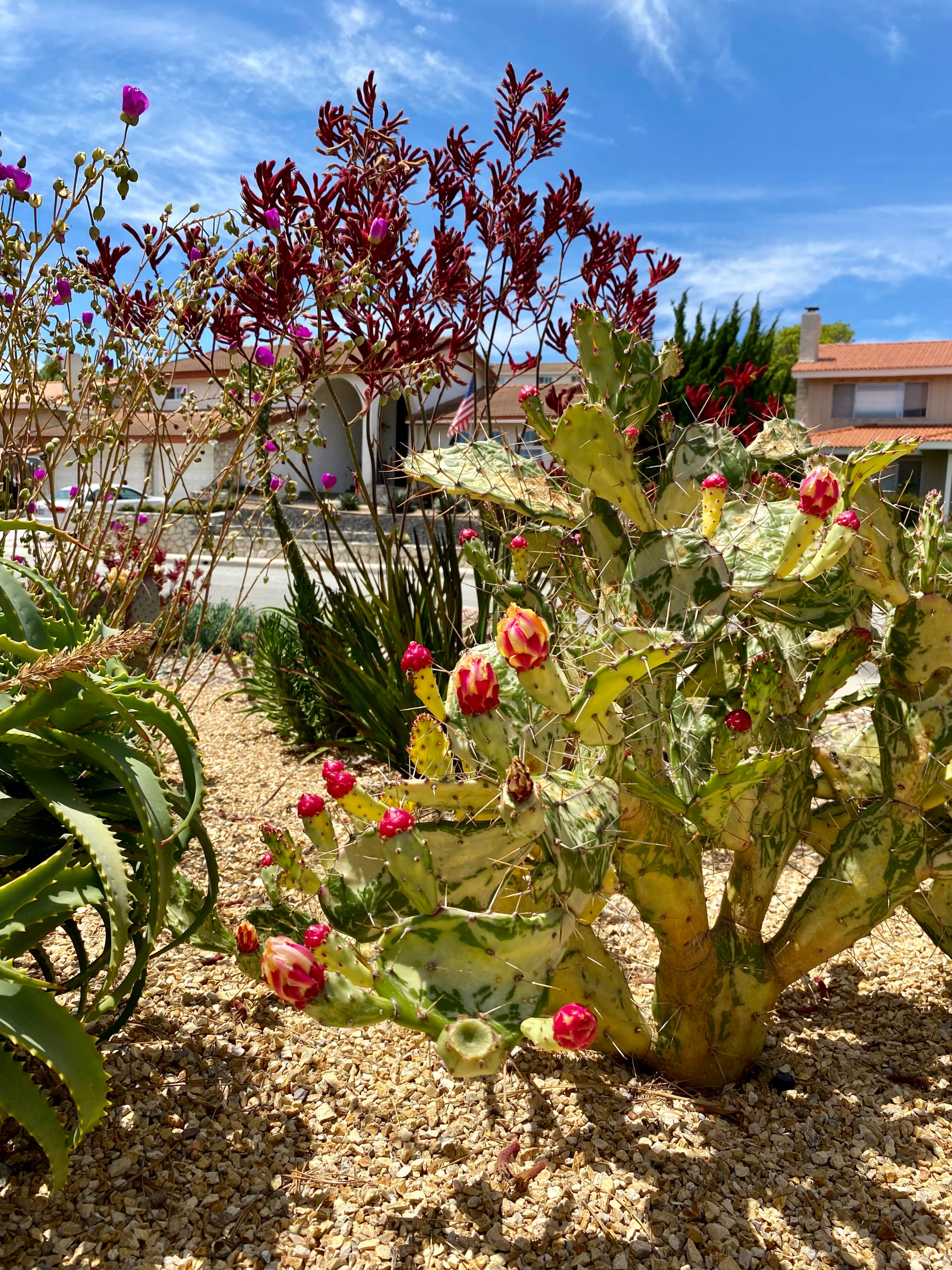 Rancho Palos Verdes, CA - Regenerative California Native Garden
