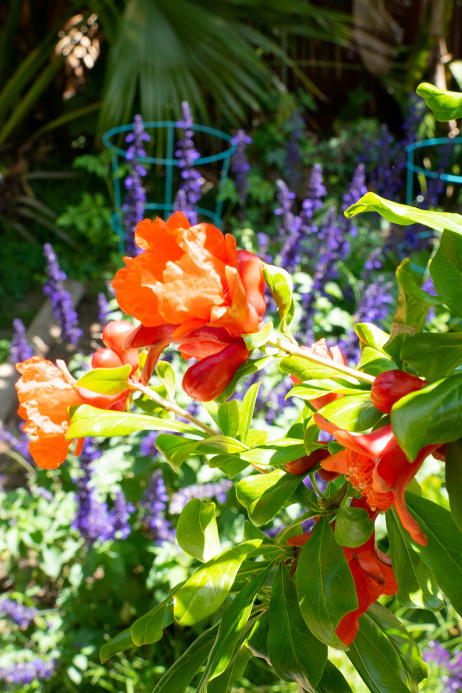 This is an example of a tropical backyard full sun garden in Santa Barbara with a vegetable garden.