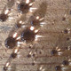 Co-nantec