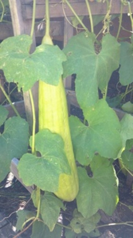 Tingly Vegetable Help identifying vegetable