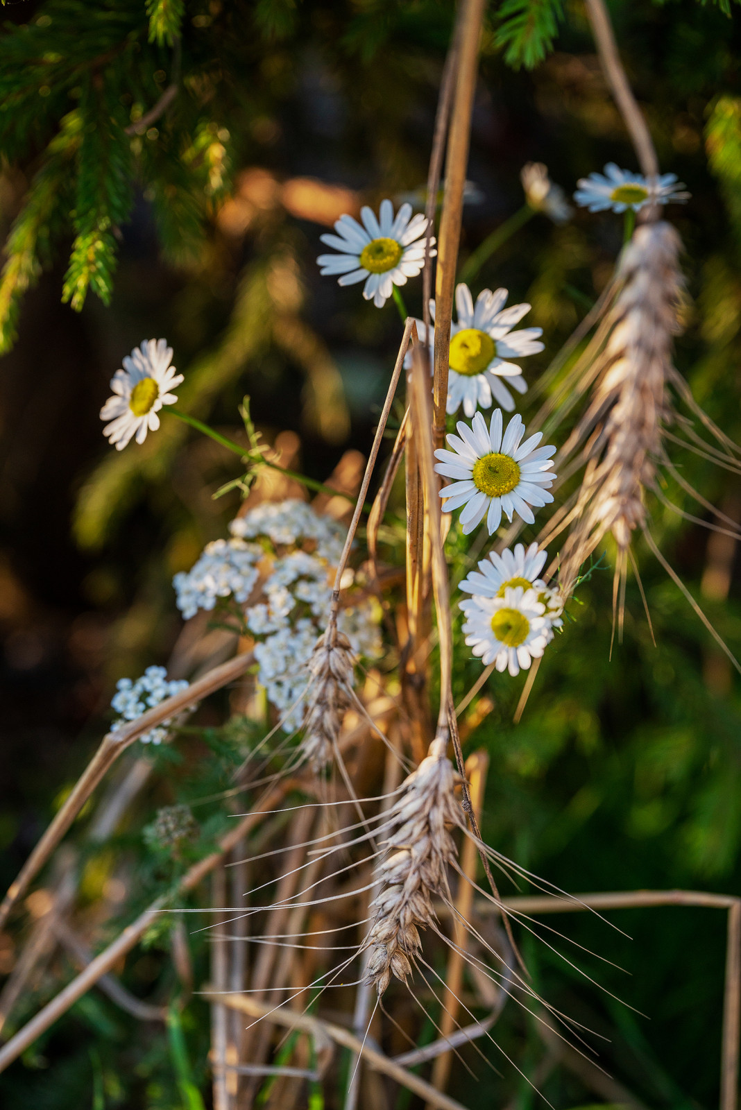 Фотосъемка Выставочного Сада на САДЫ и  ЛЮДИ   2019   -  Сад Наследие . ГРАН-ПРИ