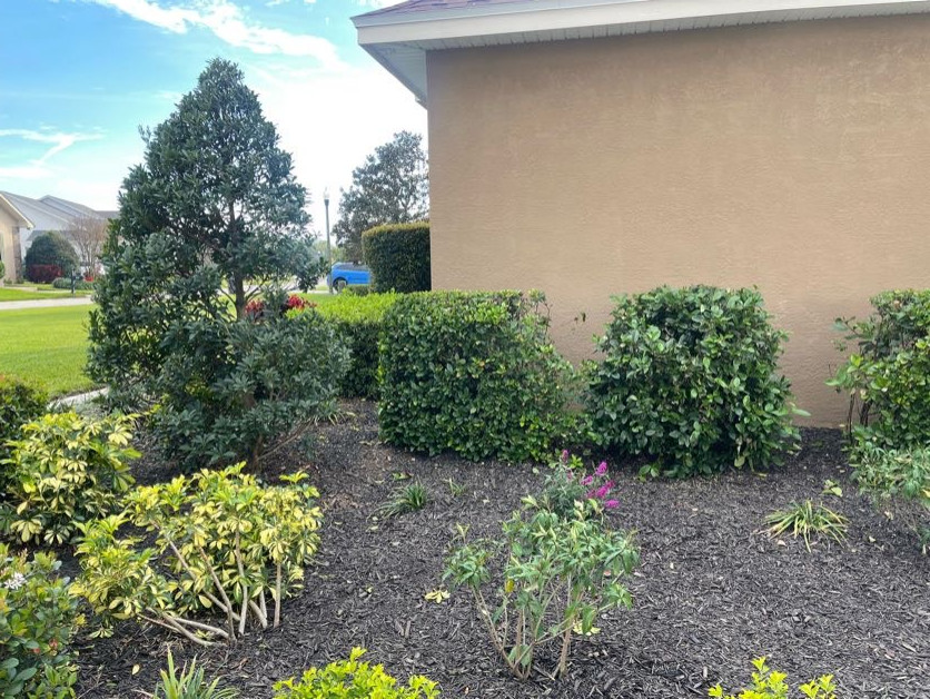 Revamp Landscape New Mulch and Plant Design
