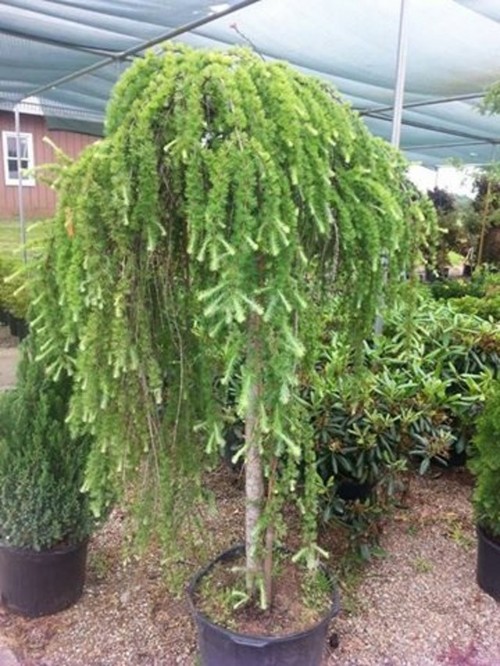 Larix D. ' Pendula ' Weeping Larch...small garden area