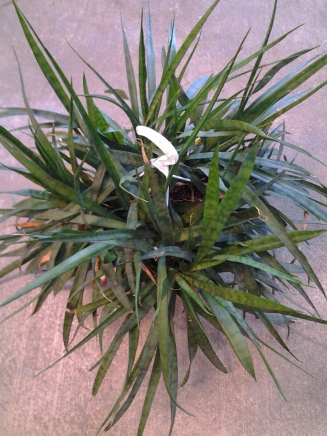 cactus with succulents Cutest Little Mini Cactus Pack | Live Cactus Assorted Pack for Sale Online