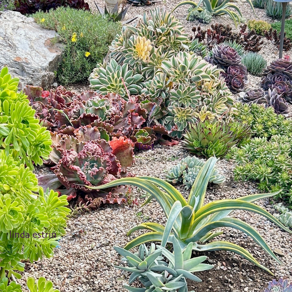 Succulent Tapestry