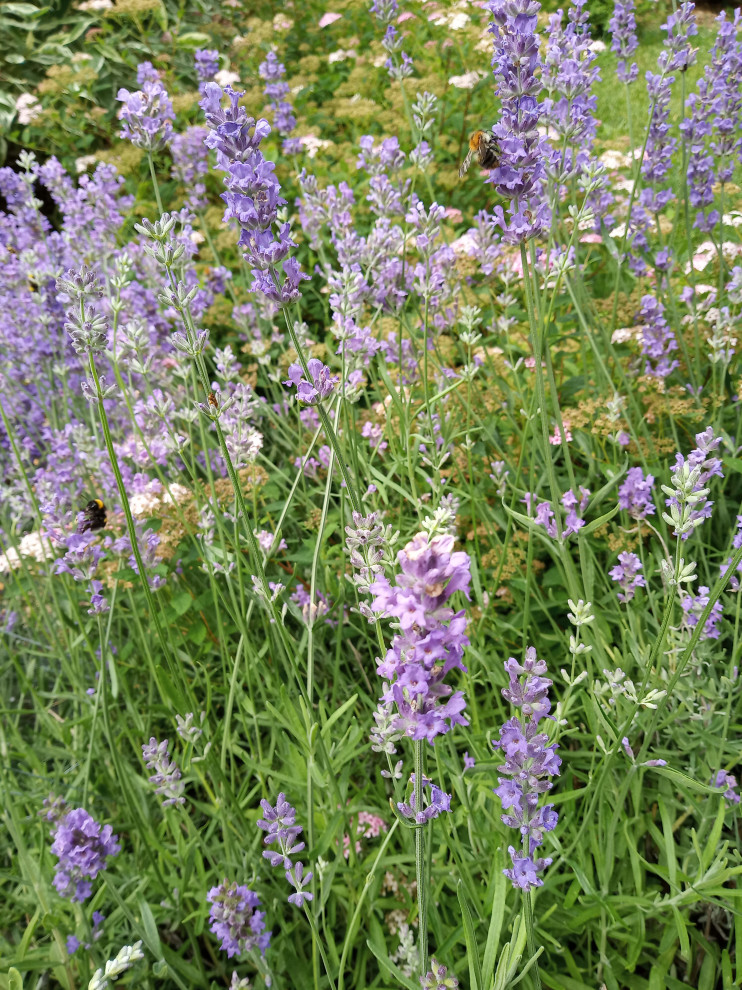 Сад в Рожновке