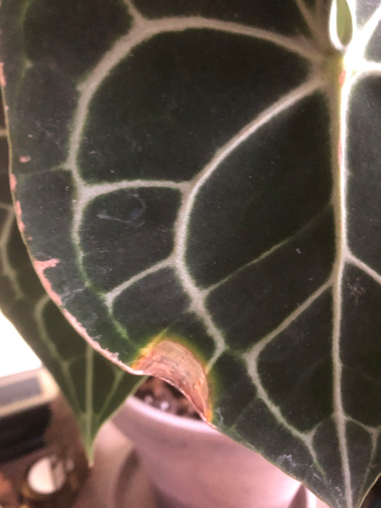 Why are there yellow/brown/dry spots on anthurium clarinervium