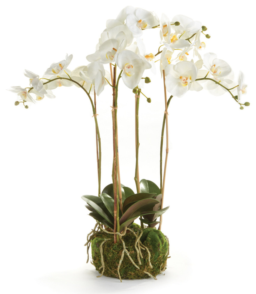 Phalaenopsis 25" Bowl Drop-In White