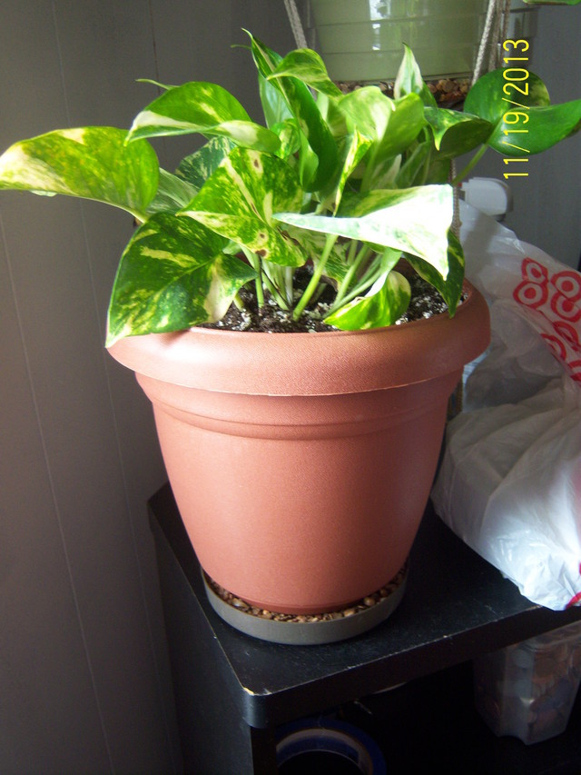 Golden Pothos with brown spots on leaves! | Houzz Forum