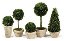 GHN_FREEZE DRIED TOPIARY IN POTS_57
