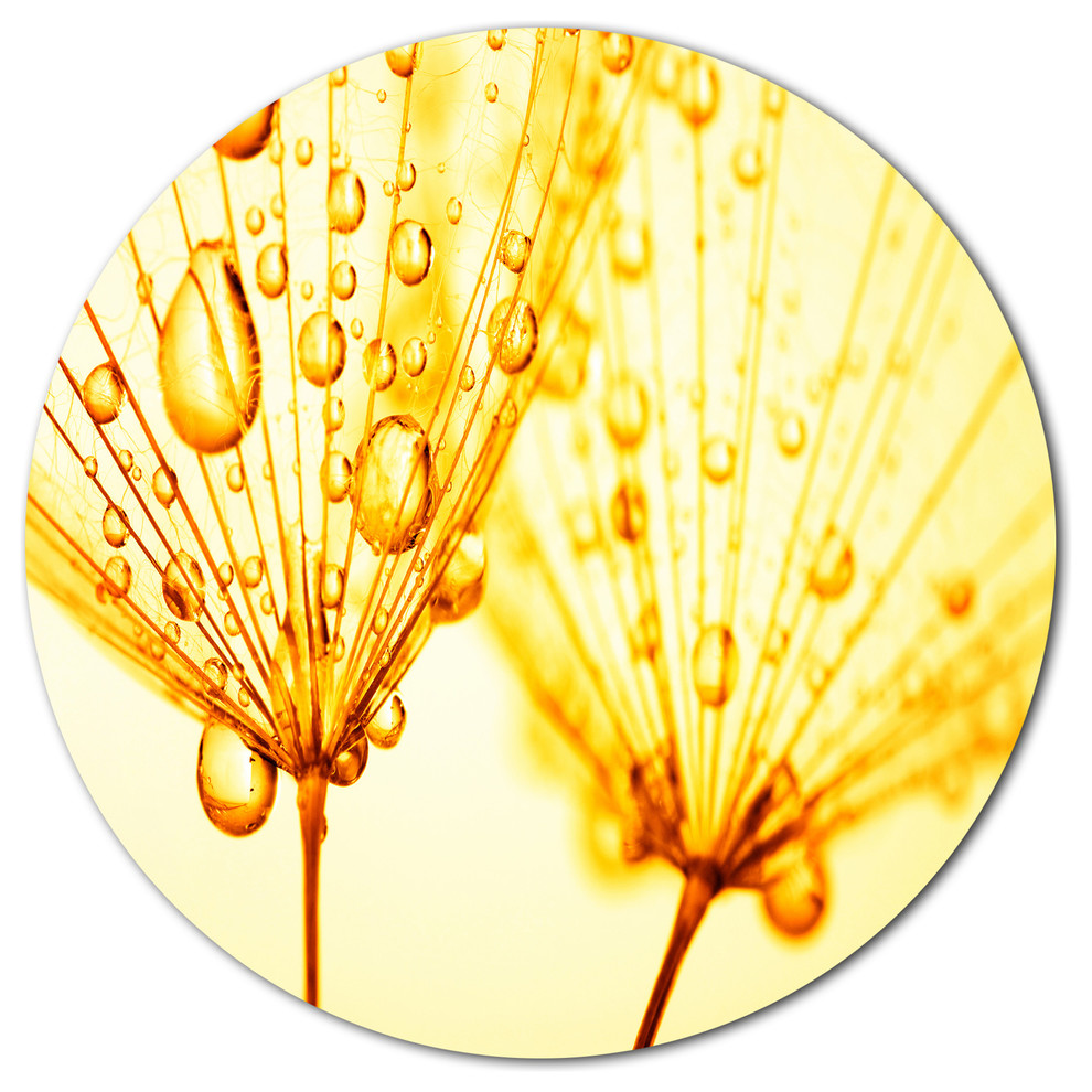 Dandelion Seeds With Water Drops, Floral Disc Metal Artwork, Disc of 23