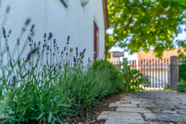 Garten 7 garden