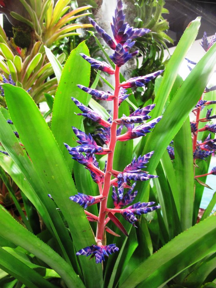 This is an example of a tropical garden in Miami.