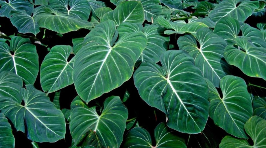 Any Way to Grow Philodendron Outdoors in Zone 9b? | Houzz Forum