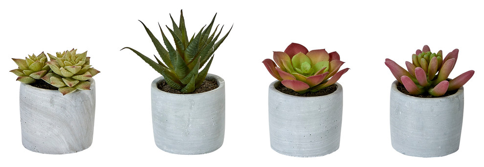 Succulent In Ceramic Pot, 4 Piece Set, 3.5"