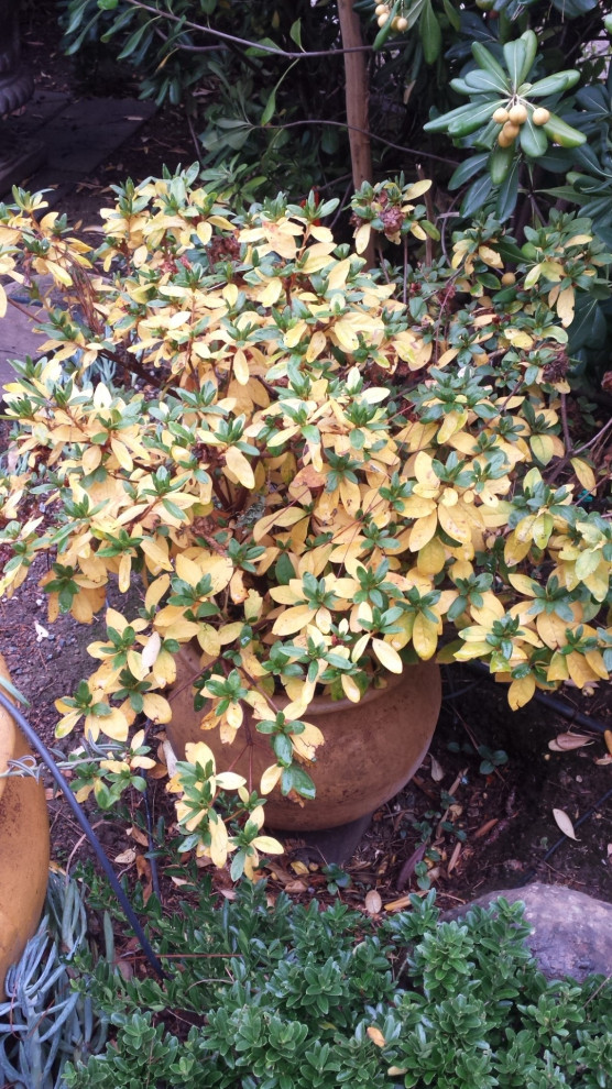 Azalea Leaves Turning Yellow