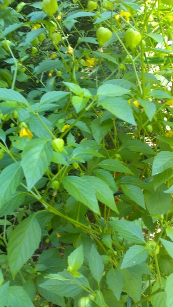 Tomatillo, Facts and Myth