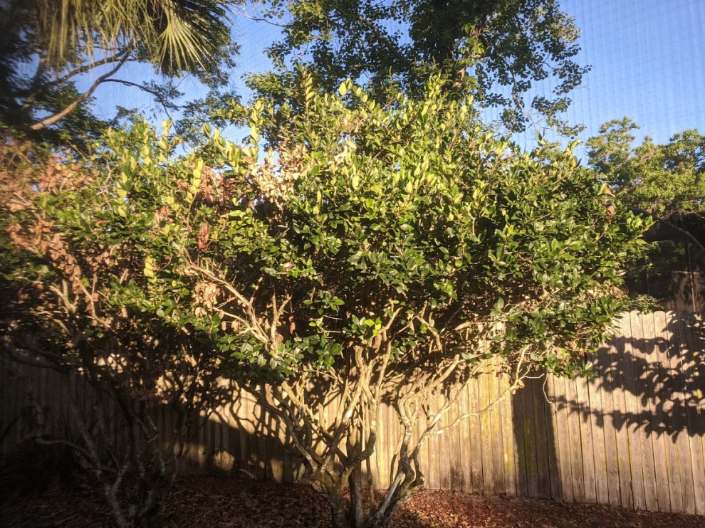 Ligustrum trees turning brown and leaves are crumbling!