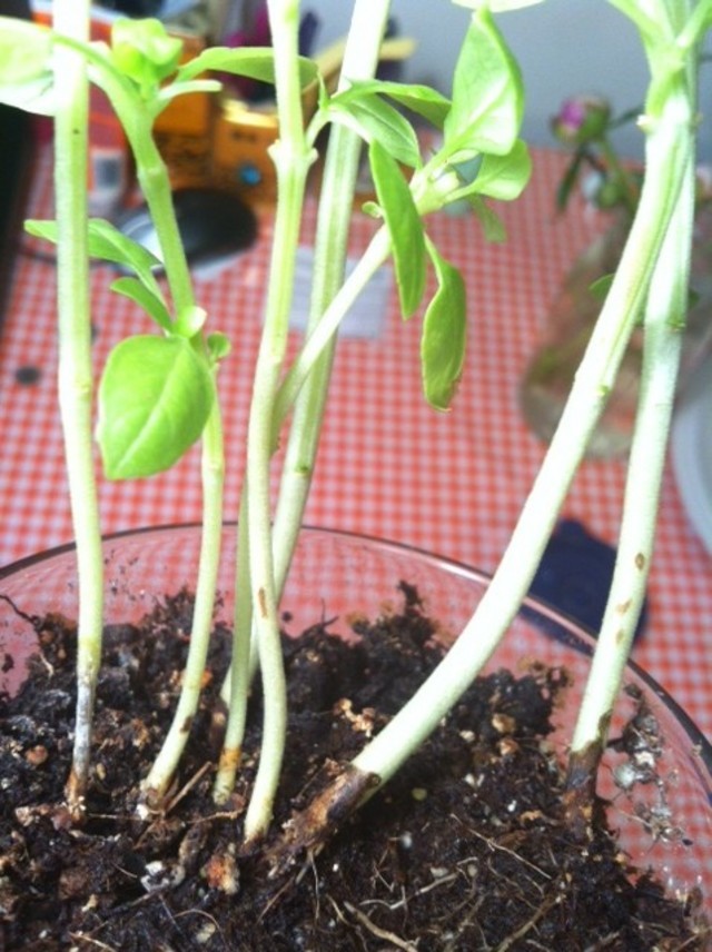 Basil stems brown decaying