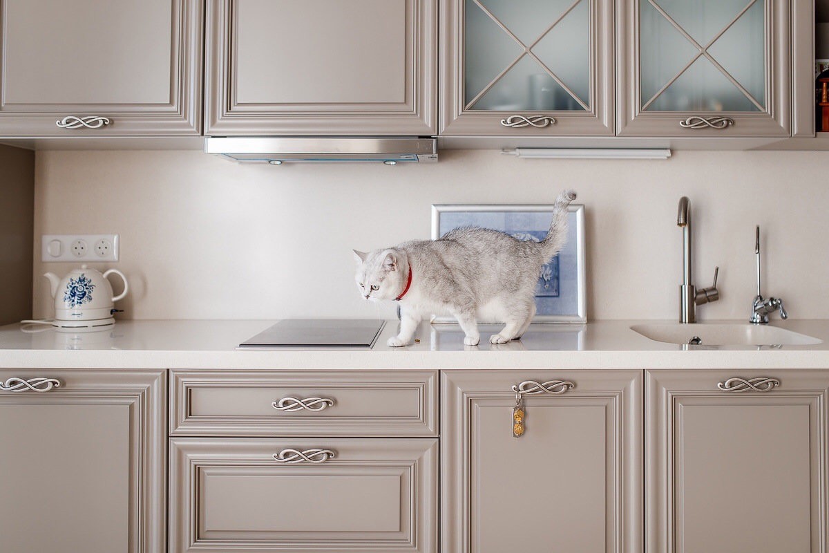 Кухня для кошки Лизы