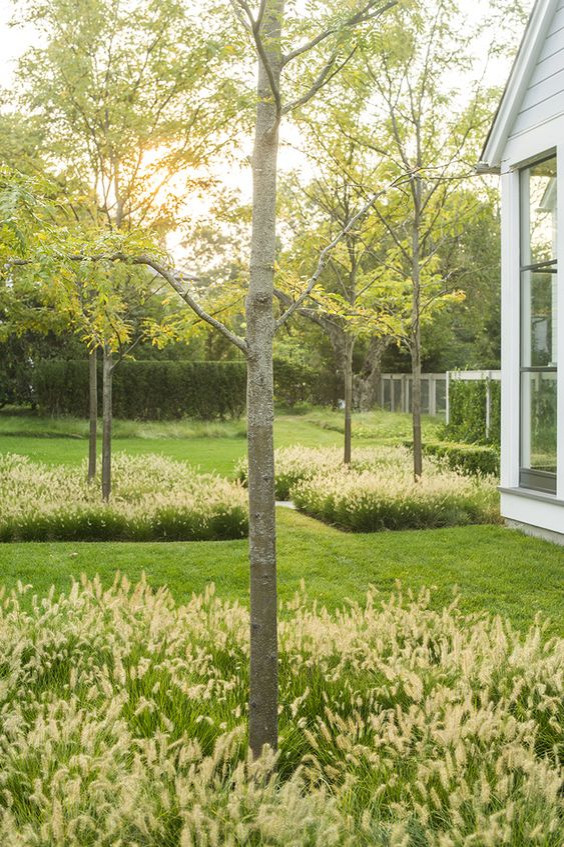 ГОРТЕНЗИИ В САДУ