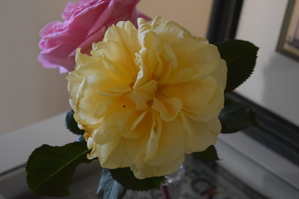 Leftmost Roses Last of the roses...