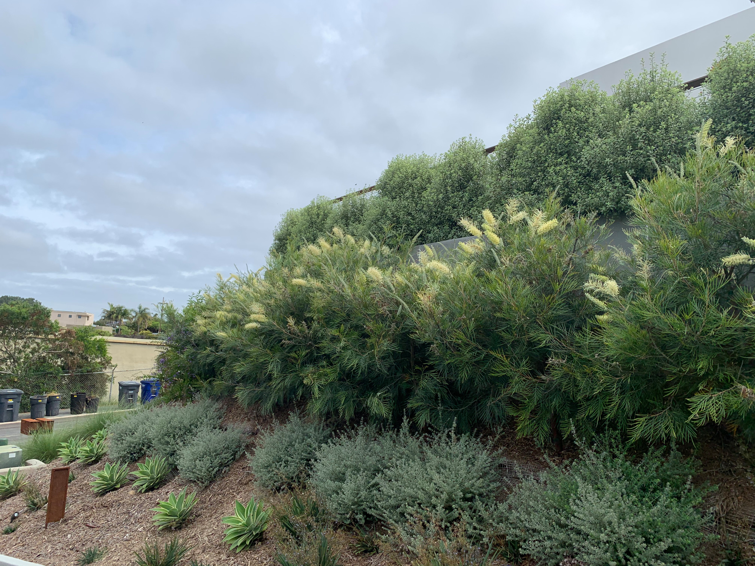 Solana Beach Transitional