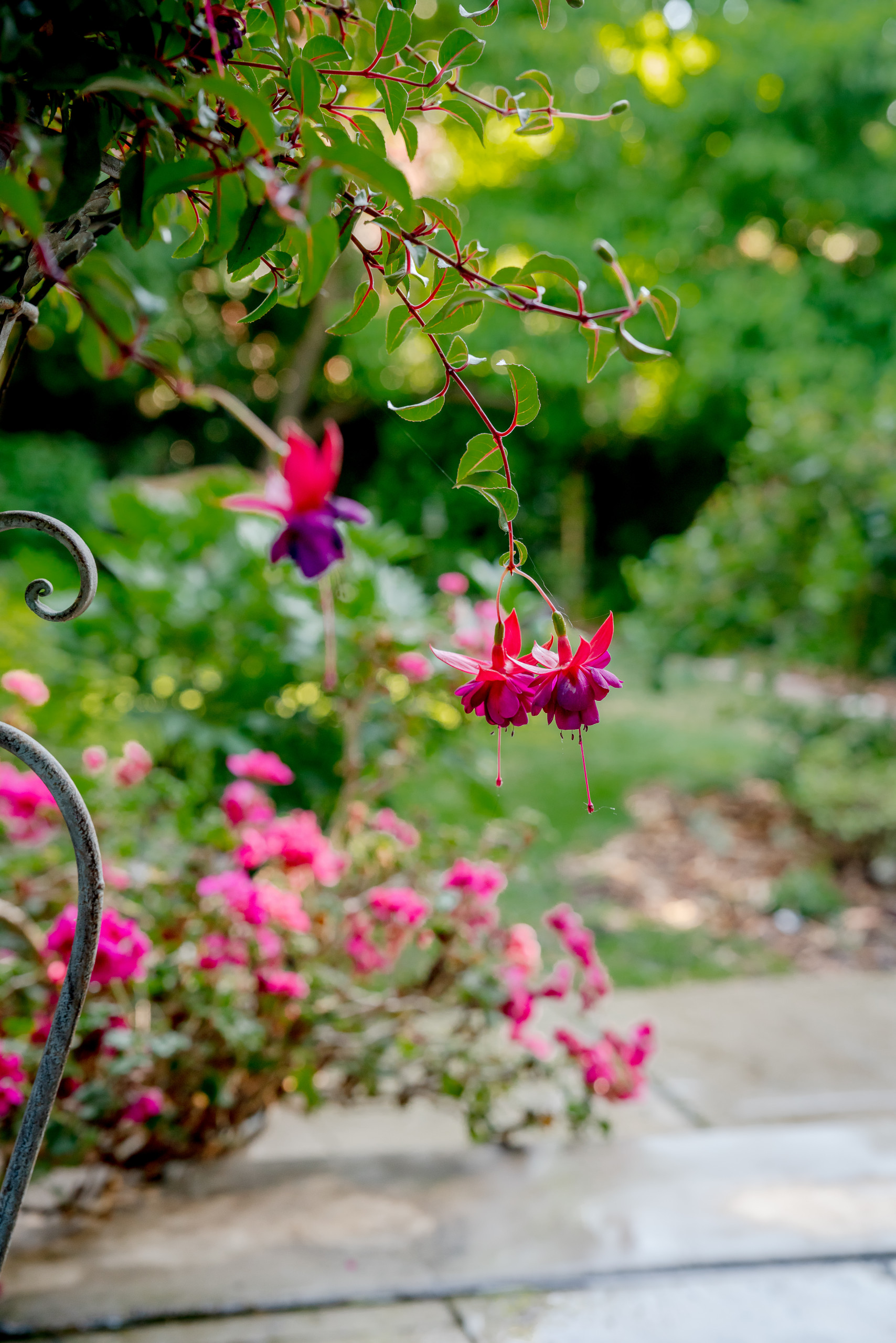 Fuchsia in Bloom with Layers of Color Beyond
