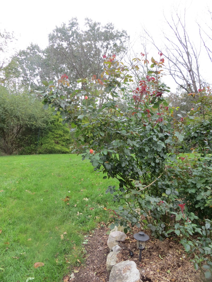 Very tall hybrid tea rose bushes