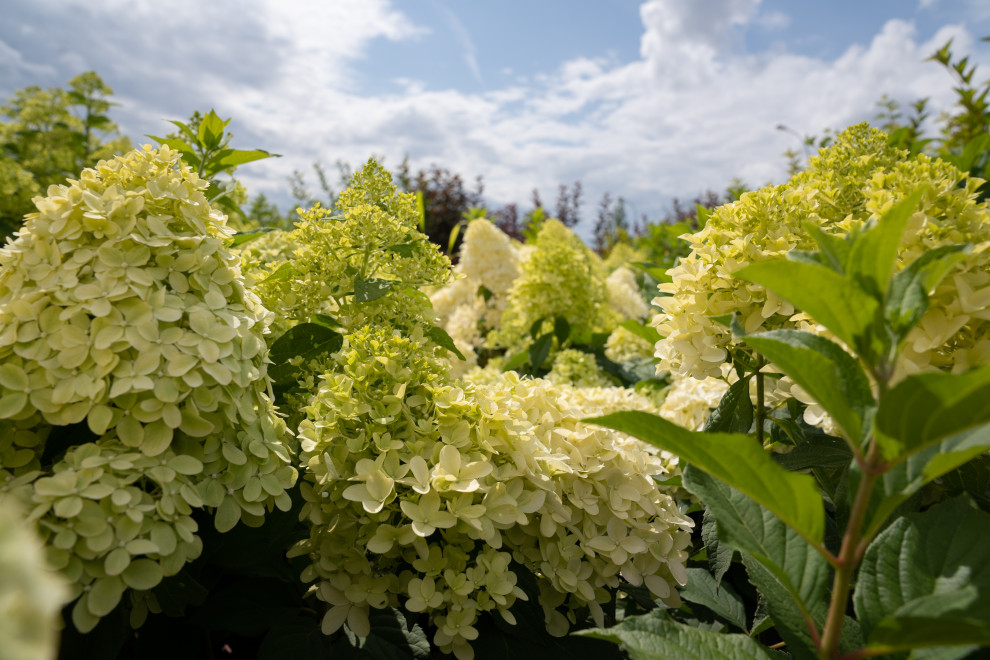 Гортензии для сада премиум-класса