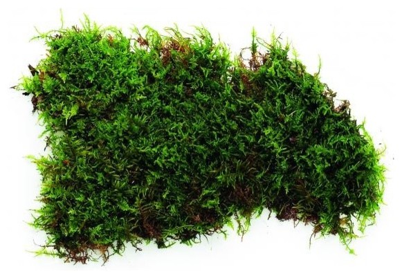 Terrarium Moss