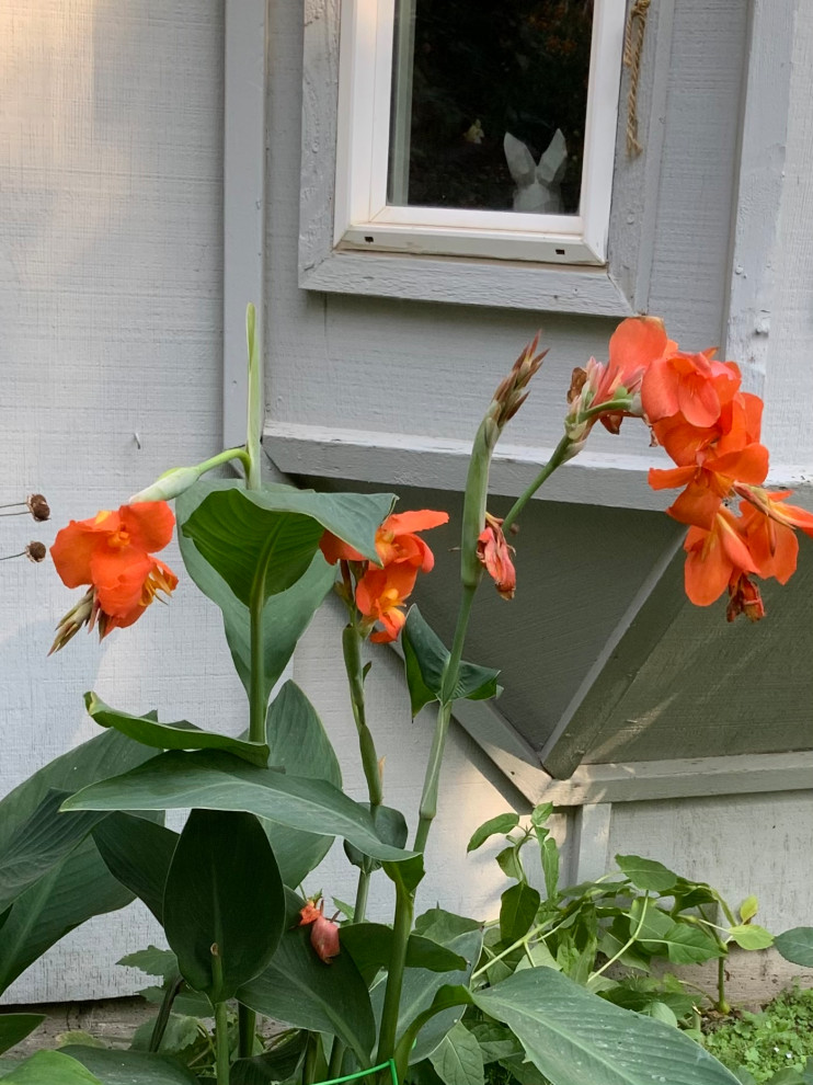 Why do some of my canna buds droop?
