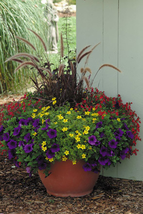 Summer Pot with Petunias, Red Baron Grass and Million Bells. Created and Maintained by Peter Atkins and Associates, LLc